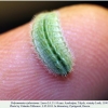 polyommatus rjabovi talysh larva4d